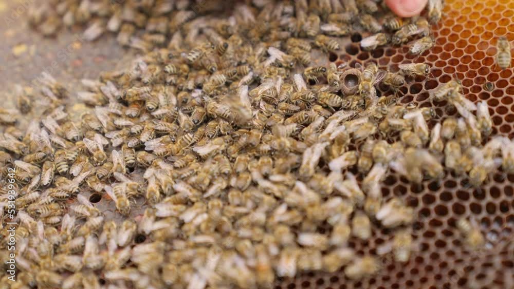 Bees fly and collect honey. The bees are getting ready for winter. Many bees that climb one on one in the evidence. Honey comb. Bees fly and collect honey. The bees are getting ready for winter. Many bees that climb one on one in the evidence. Honey comb.