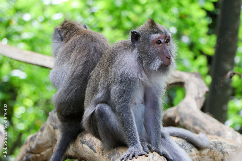 Two monkeys sitting on log in tropical forest - Ubud, Bali, Indonesia Two monkeys sitting on log in tropical forest - Ubud, Bali, Indonesia