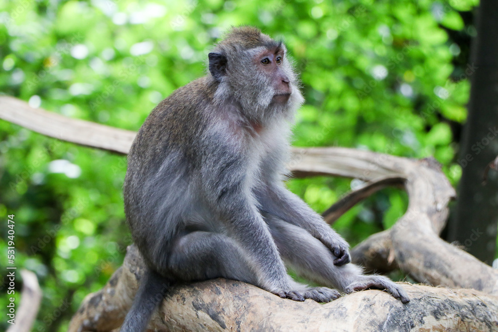 Monkey in tropical forest - Ubud, Bali, Indonesia Monkey in tropical forest - Ubud, Bali, Indonesia