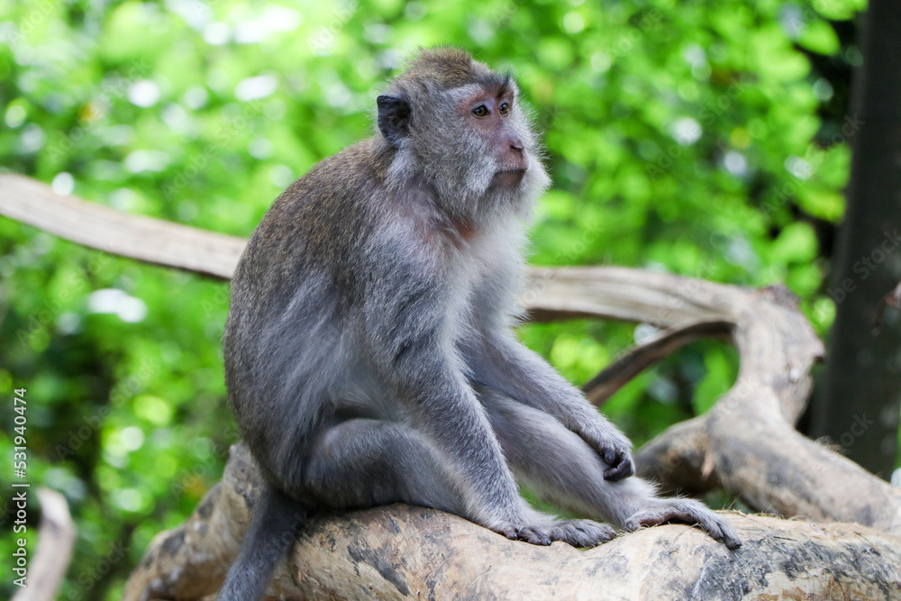 Monkey in tropical forest - Ubud, Bali, Indonesia