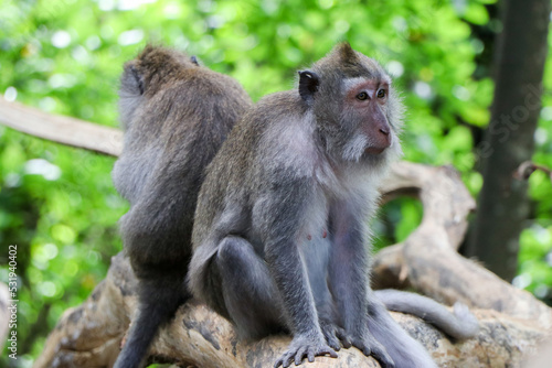 Two monkeys sitting on log in tropical forest - Ubud, Bali, Indonesia