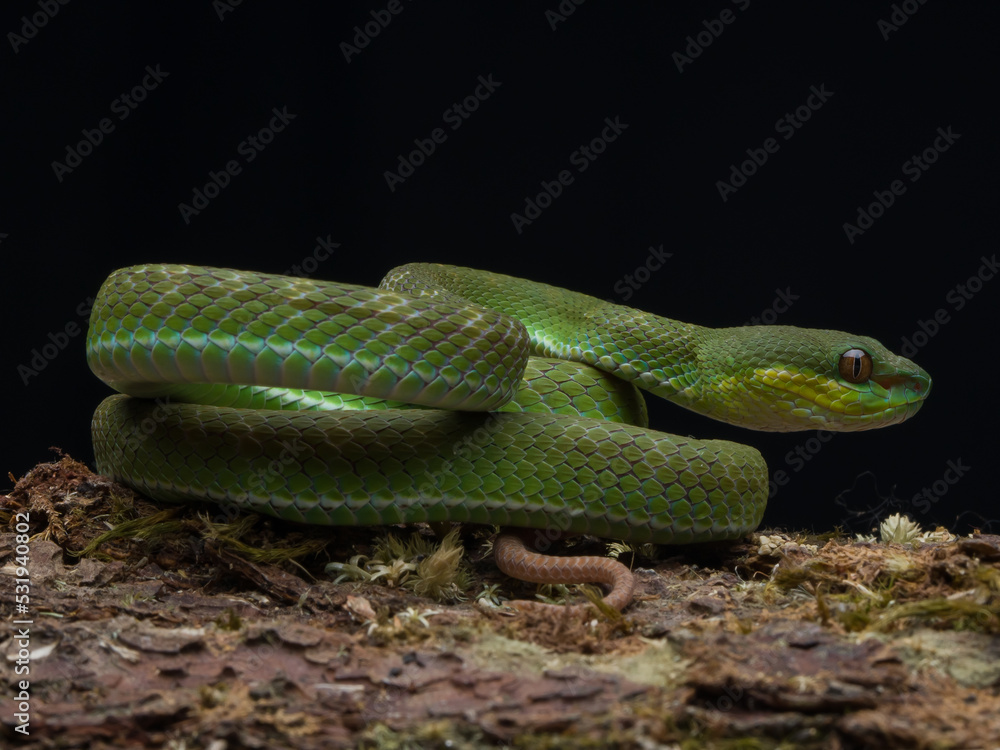 Fototapeta premium snake in a tree