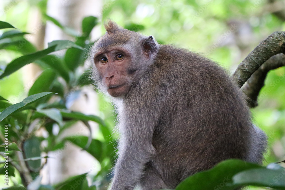 Monkey gazing at camera in tropical forest - Ubud, Bali, Indonesia Monkey gazing at camera in tropical forest - Ubud, Bali, Indonesia