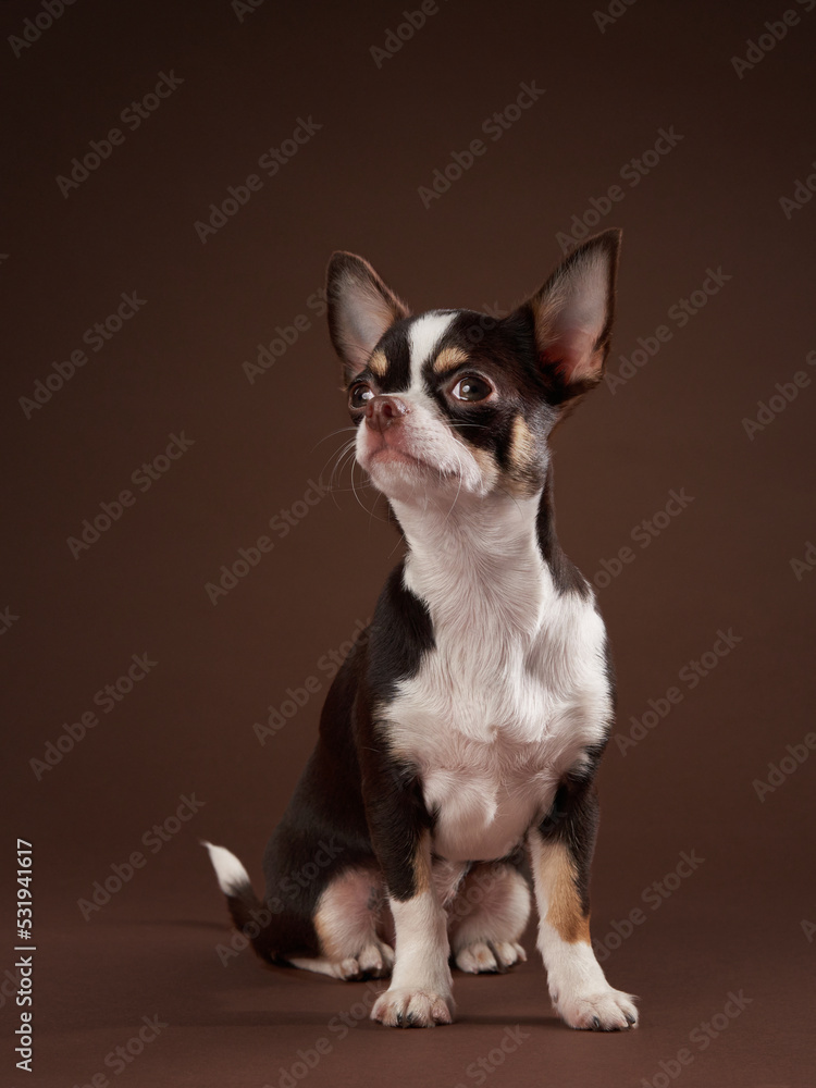 tricolor chihuahua on brown background in studio 