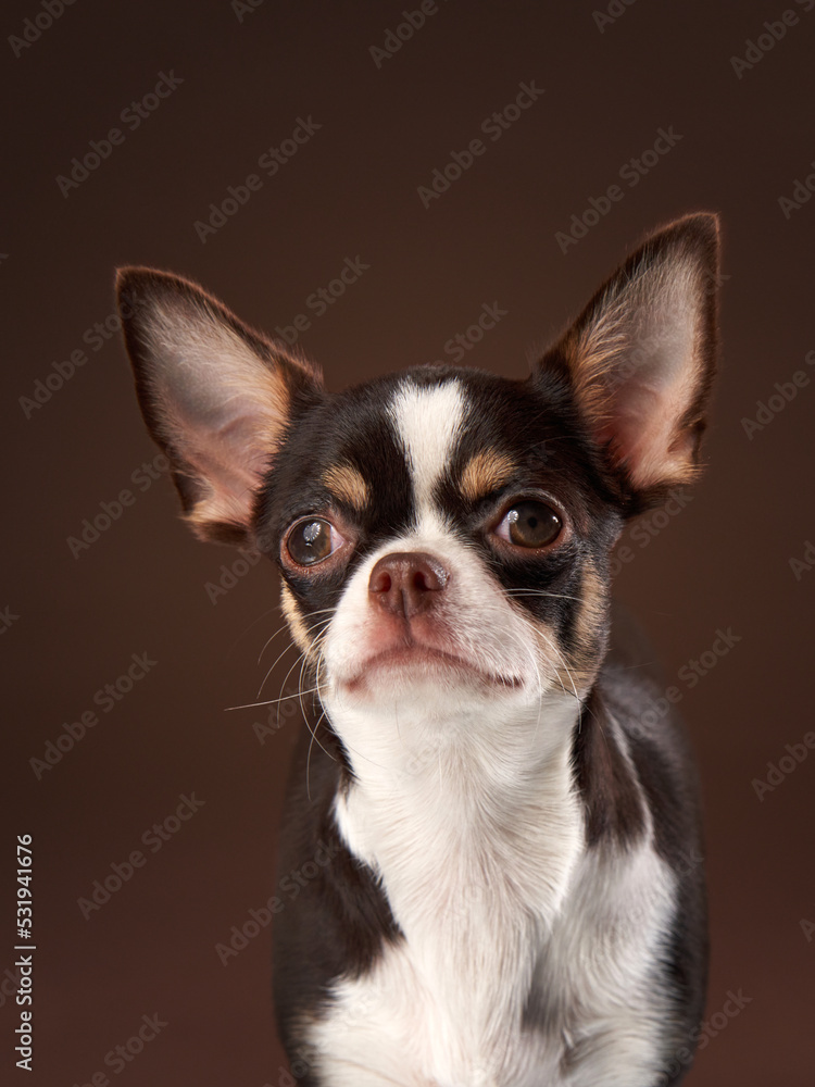 tricolor chihuahua on brown background in studio 