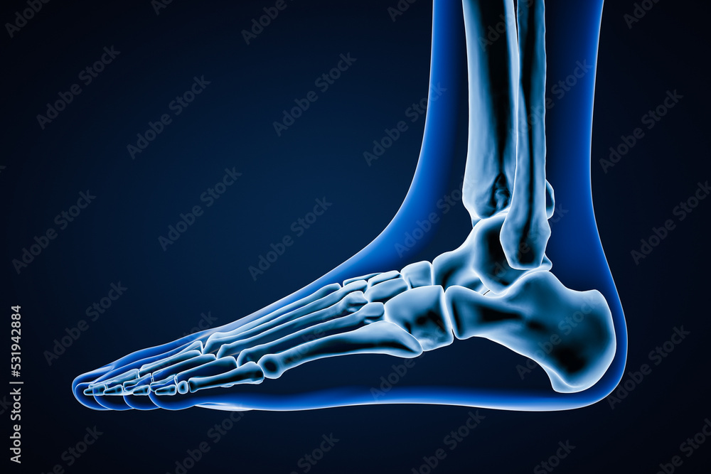 Lateral or profile view of accurate human left foot bones with body contours on blue background 3D rendering illustration. Anatomy, osteology, orthopedics concept. Lateral or profile view of accurate human left foot bones with body contours on blue background 3D rendering illustration. Anatomy, osteology, orthopedics concept.