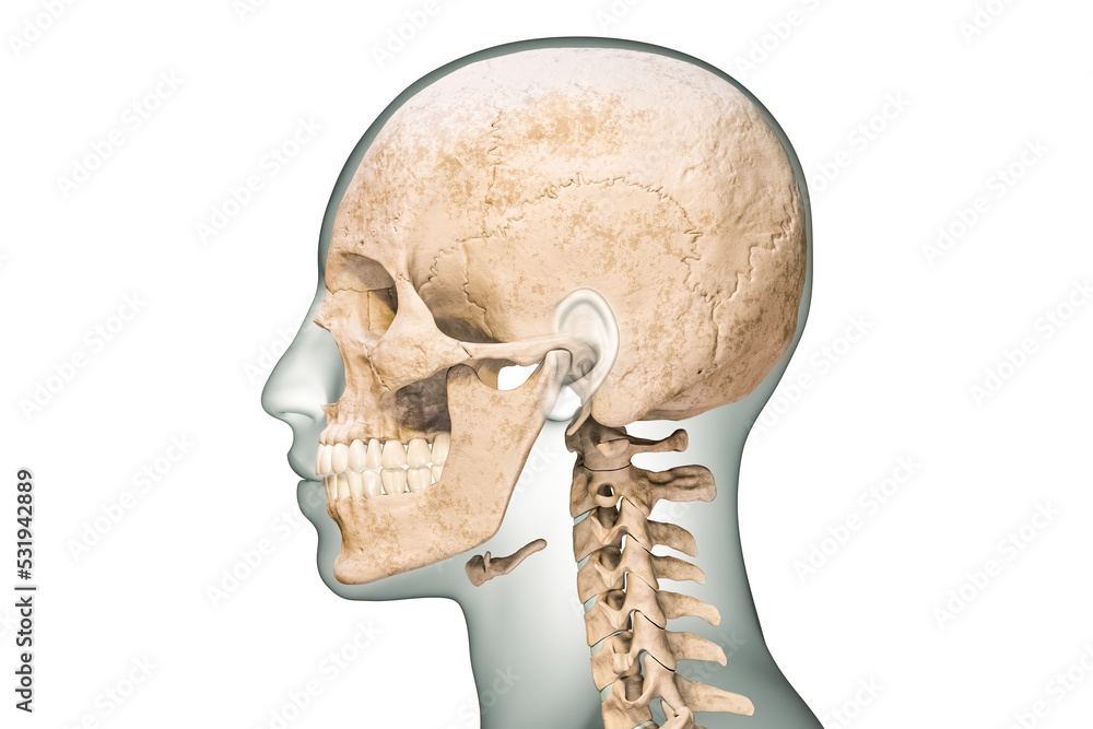 Lateral or profile view of human skull bones with cervical vertebrae and body contours 3D