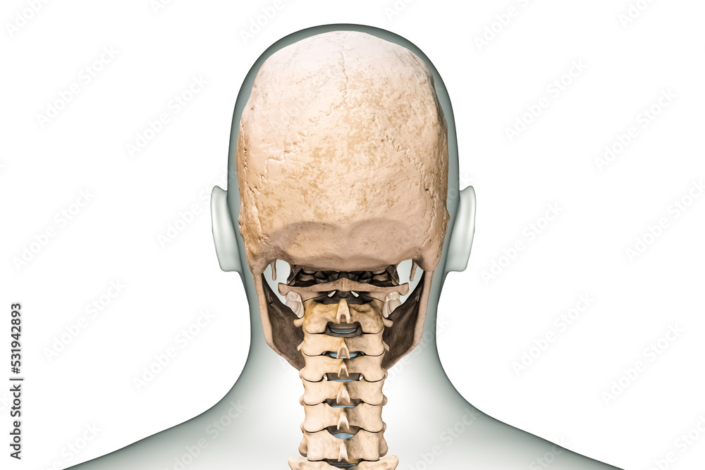 Posterior or back view of human skull or head bones with cervical ...