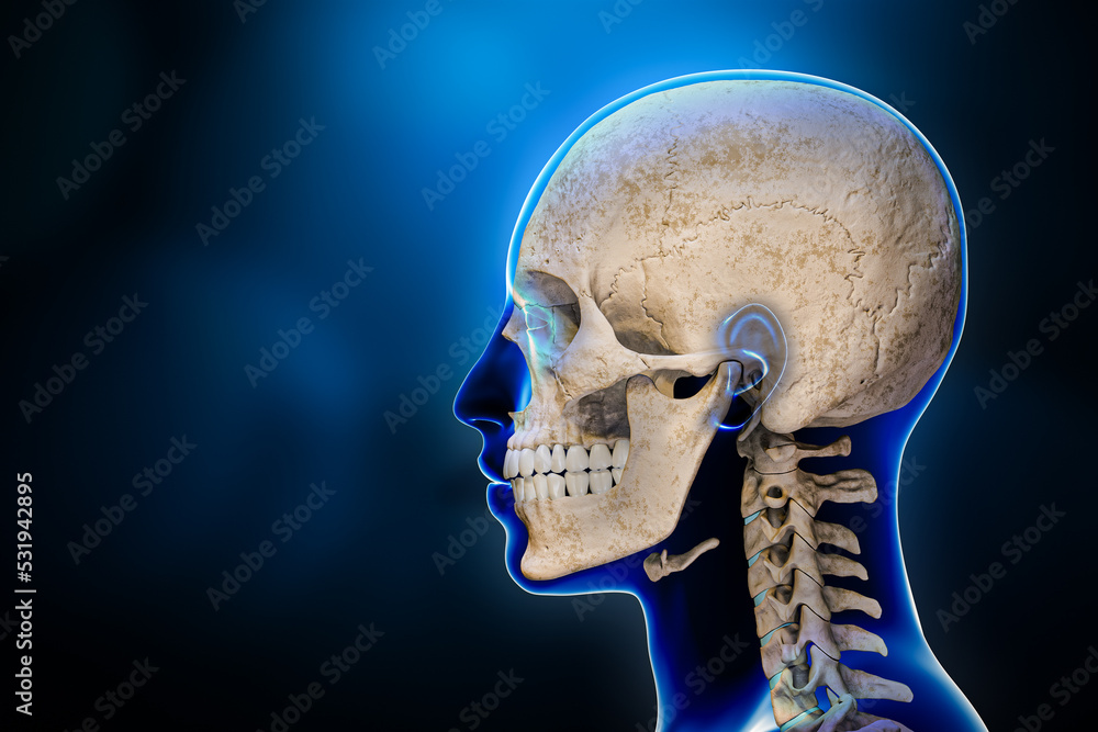 Lateral or profile view of human skull bones with cervical vertebrae ...