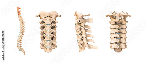 Accurate human cervical vertebrae or bones isolated on white background 3D rendering illustration. Anterior, lateral and posterior views. Anatomy, medical, osteology, healthcare, science concept. photo