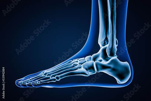 Φωτογραφία Lateral or profile view of accurate human left foot bones with body contours on blue background 3D rendering illustration