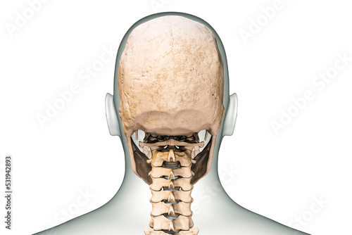 фотографія Posterior or back view of human skull or head bones with cervical vertebrae and body contours 3D rendering illustration isolated on white background