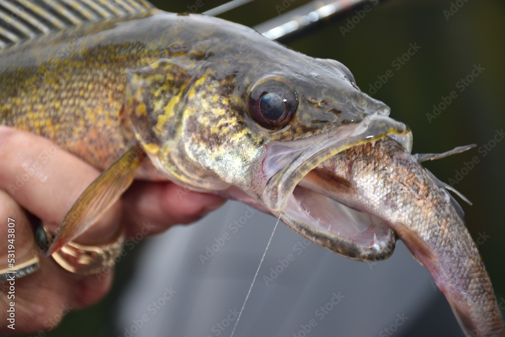 An angler with a trophy brown trout An angler with a trophy brown trout