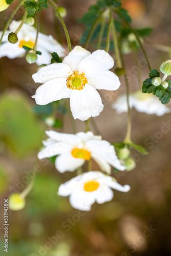 Anemone Hupehensis flowers grown in a garden © josevgluis