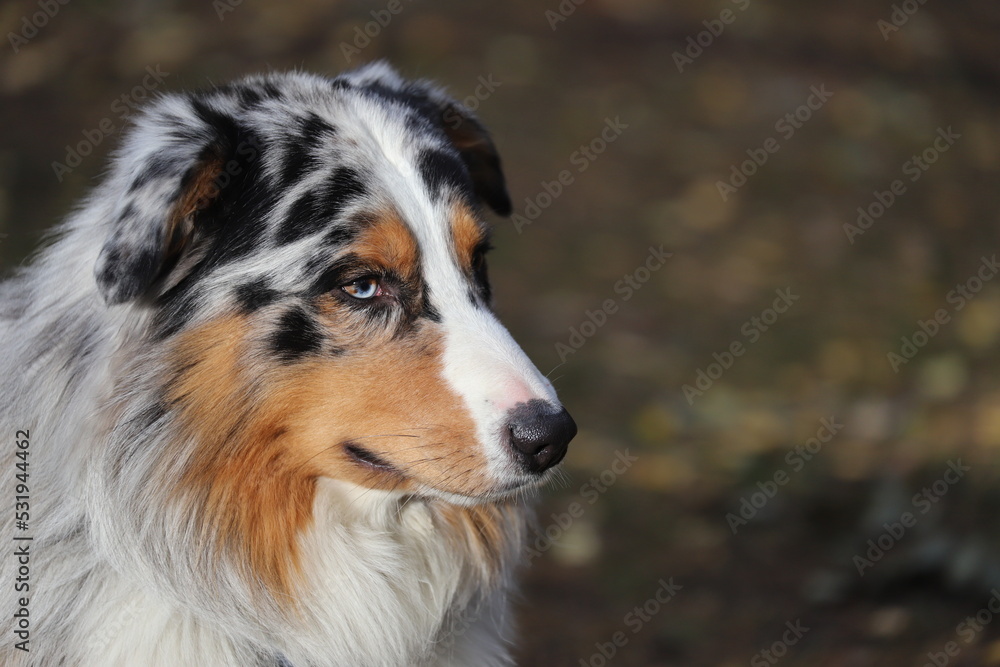 Portrait of an Australian Shepherd with different eyes. Beautiful dog close-up