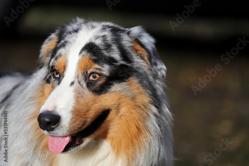 Portrait of an Australian Shepherd with different eyes. Beautiful dog close-up © EVGENY