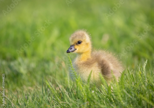 A Canada Goose gosling hunting for food in the grass © Jim Cumming