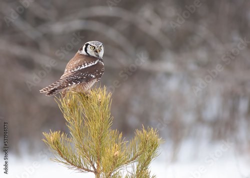 Northern Hawk-Owl (Surnia ulula) perched in a pine tree hunting in winter in Canada photo