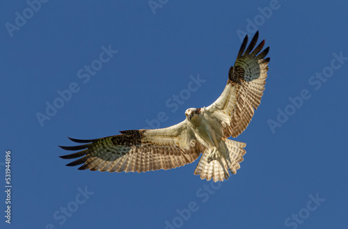Osprey flying isolated against a blue sky over Ottawa, Canada