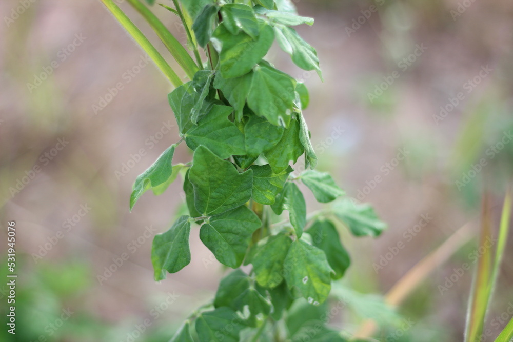 Obraz premium close up of a plant