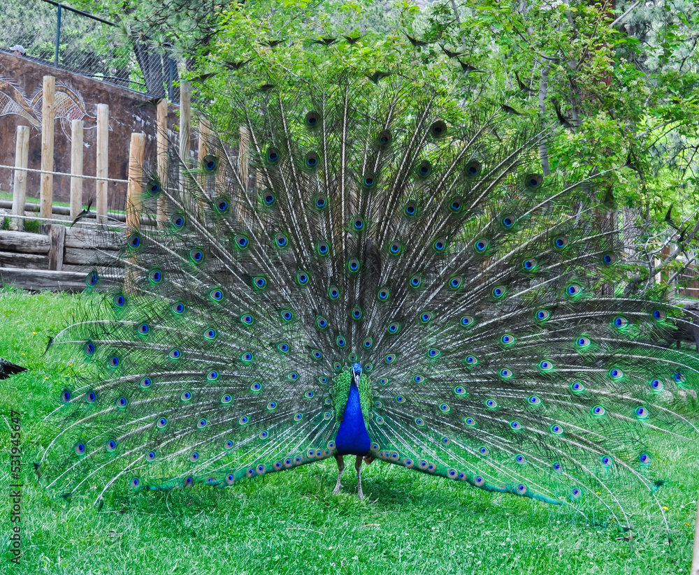 Obraz premium Peacock in Full Bloom