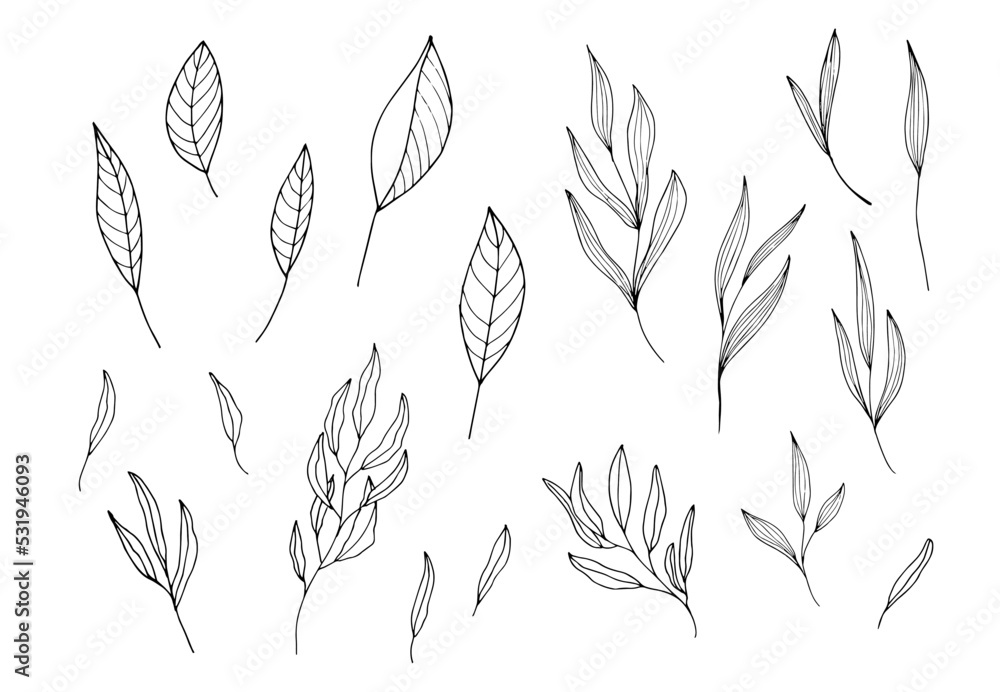 Hand drawn illustration of branches, leaves and flowers. Design elements Hand drawn illustration of branches, leaves and flowers. Design elements