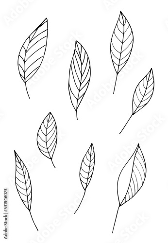 Hand drawn illustration of branches  leaves and flowers. Design elements
