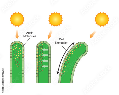 Scientific Designing of Phototropism Process. The Growth of an Organism in Response to a Light Stimulus. Colorful Symbols. Vector Illustration. photo