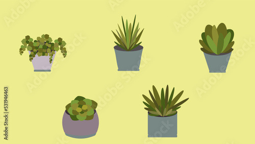 succulents