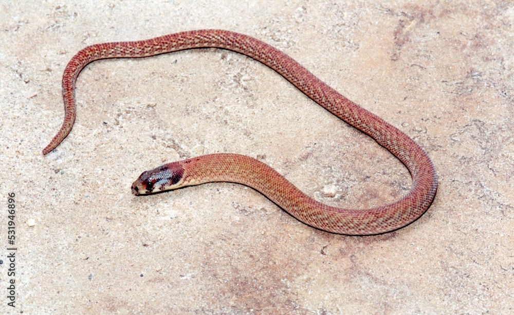 A red snake on the ground A red snake on the ground