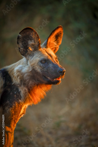 African Wild Dog (Lycaon pictus). Northern Tuli Game Reserve.  Botswana. photo