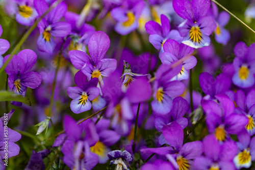 Fototapeta Naklejka Na Ścianę i Meble -  purple and yellow flowers