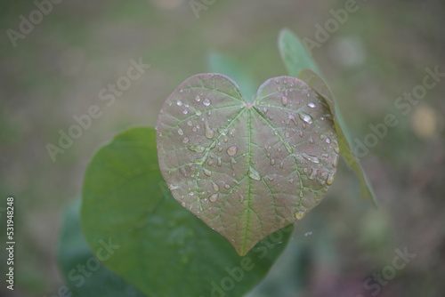 heart-shaped leaf close-up, gently green young paulownia leaves, paulownia leaf with veins close-up, green leaves of paulownia tree, background texture green, after rain, dew, water drops, natural nat photo