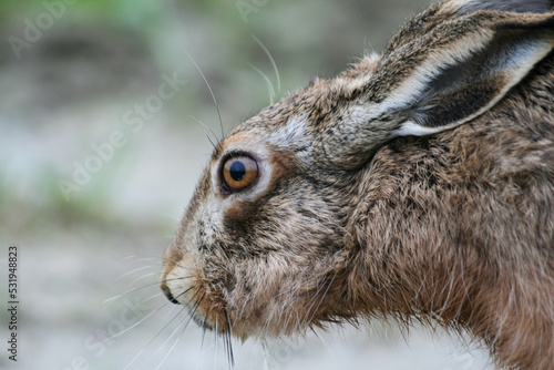 Close up of brown european hare (Lepus europaeus) hiding in vegetation and relying on camouflage - Concept of mimicry and wildlife conservation