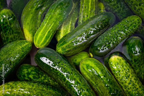 Fresh juicy clean cucumbers lying tightly next to each other. Preparing for conservation and salting.