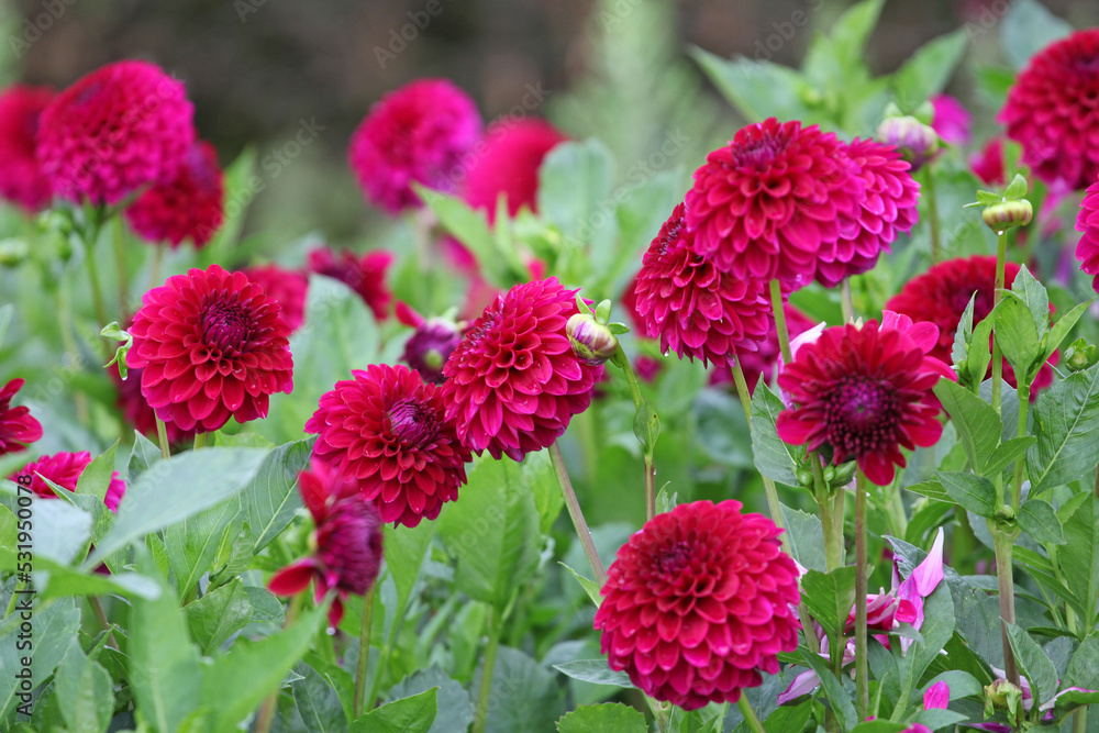 Dahlia 'Blyton Royal Velvet' in flower Dahlia 'Blyton Royal Velvet' in flower