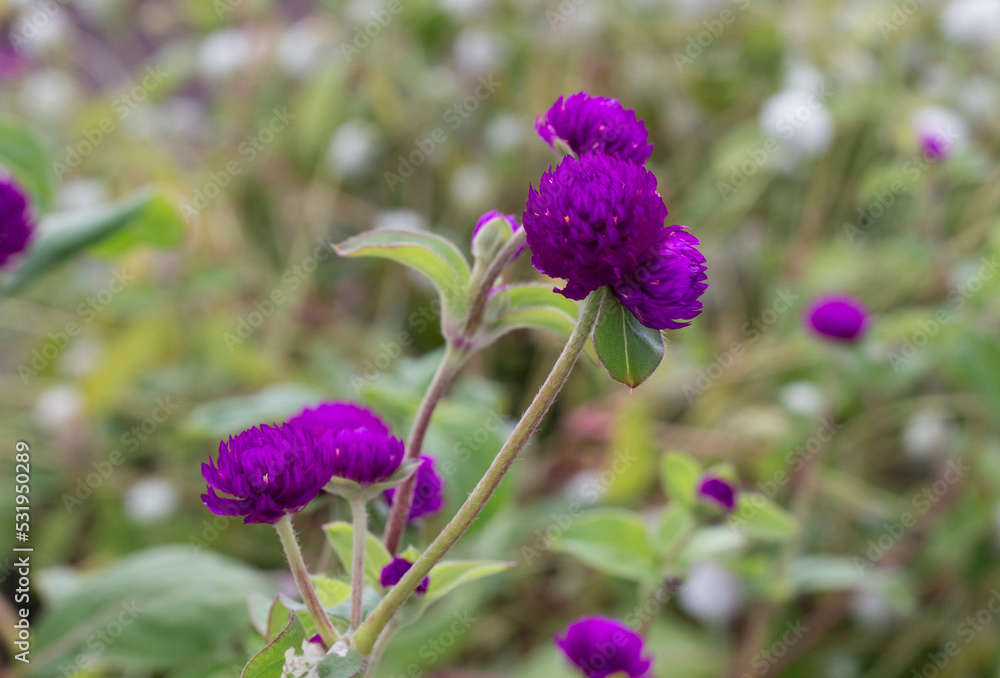 千日紅 globe amaranth Gomphrena globosa in the garden 千日紅 globe amaranth Gomphrena globosa in the garden