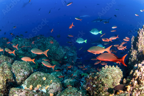 School red fish swimming in blue ocean water tropical under water. Scuba diving adventure in Maldives. Fishes in underwater wild animal world. Observation of wildlife Indian ocean. Copy space