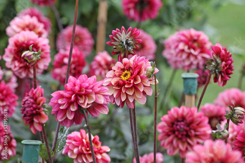 Dahlia  Seniors Hope  in flower.