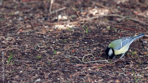 Great tit (Parus major) is looking for food on the ground - Canon R6 with RF100-500mm [4K50p]
