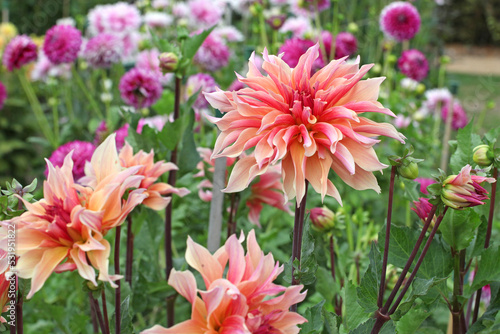 Decorative Dahlia  Labyrinth  in flower.