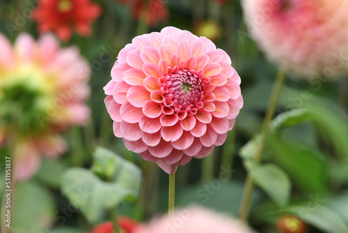 Dahlia 'Linda's Baby'  in flower.