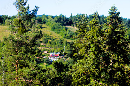village house between trees