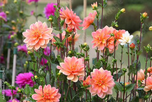 Dahlia  Mister Frans   in flower.