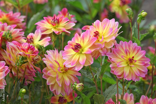 Dahlia  Pacific Ocean  in flower.