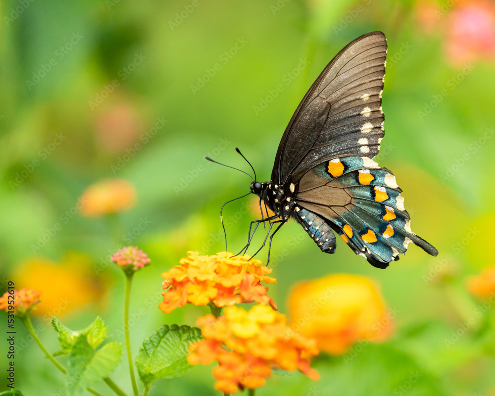 Spicebush Swallowtail Butterfly Perched on Lantana Spicebush Swallowtail Butterfly Perched on Lantana