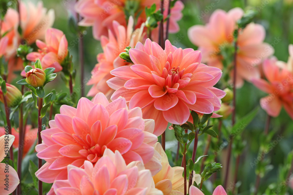 Dahlia 'Mister Frans' in flower. Dahlia 'Mister Frans' in flower.