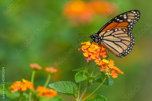 Monarch Butterfly Perched on Lantana Flower