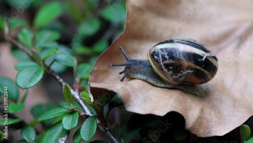 Snail with a shell moves on a leaf - 2 Clips - Canon R6 with RF100-500mm [4K50p]