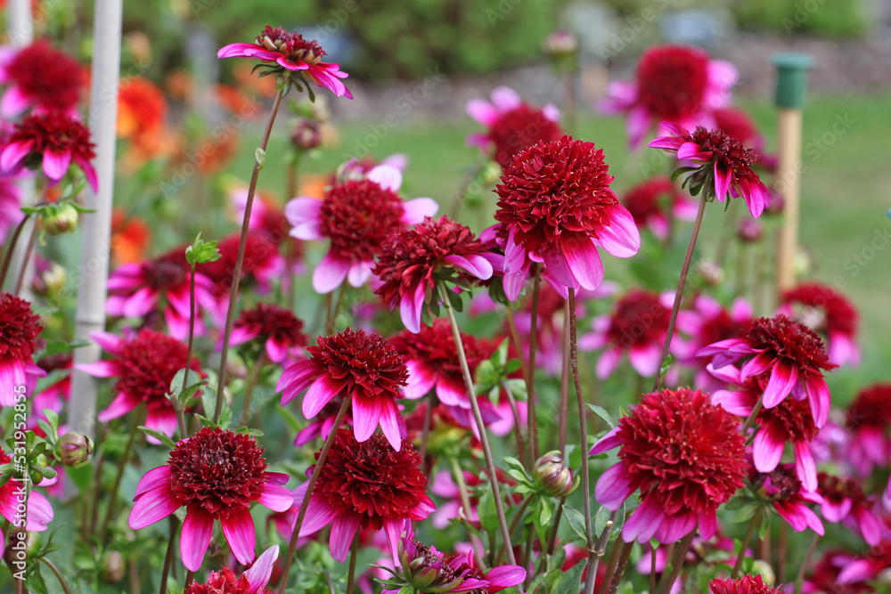 Fototapeta premium Anemone Dahlia 'Poodle Skirt' in flower